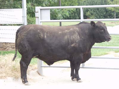 Number595 in fabrication cattle list