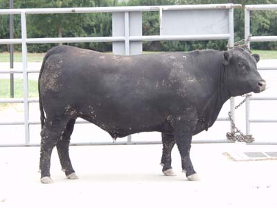 Number 596 in fabrication cattle list