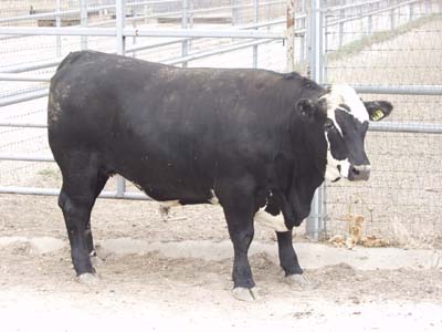 Number 597 in evaluation cattle list