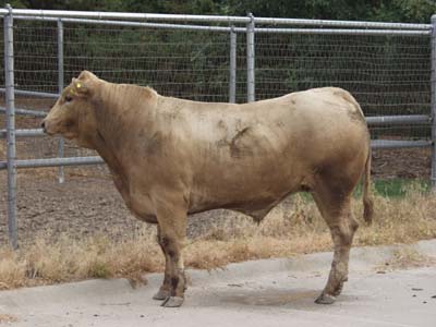 Number 599 in fabrication cattle list