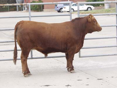 Number 600 in evaluation cattle list