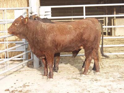Number 676 in fabrication cattle list