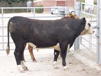 Number 700 in evaluation cattle list
