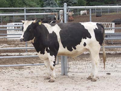 Number 471 in fabrication cattle list