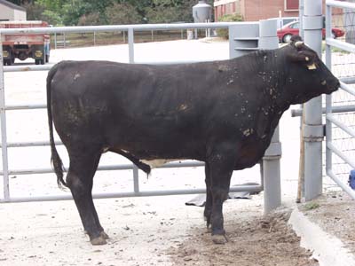 Number 472 in evaluation cattle list