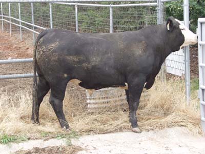Number 473 in evaluation cattle list