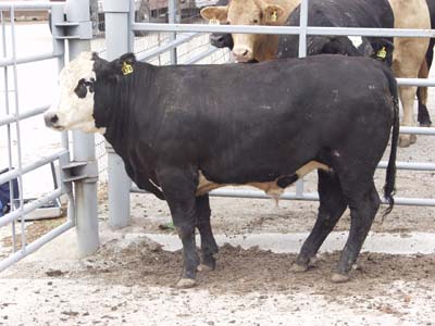 Number 474 in fabrication cattle list