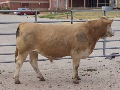 Number 475 in fabrication cattle list