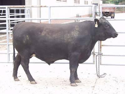 Number 477 in evaluation cattle list