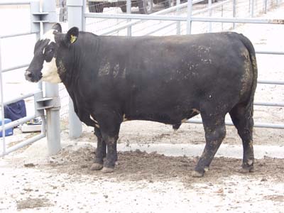 Number 478 in fabrication cattle list