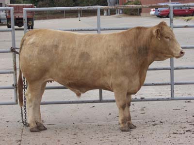 Number 481 in evaluation cattle list