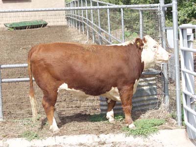 Number 601 in evaluation cattle list