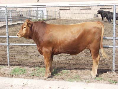 Number 602 in evaluation cattle list
