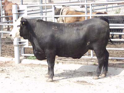 Number 603 in evaluation cattle list