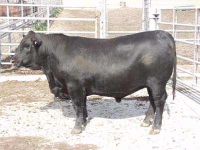 Number 604 in fabrication cattle list