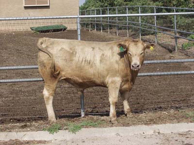 Number 605 in fabrication cattle list