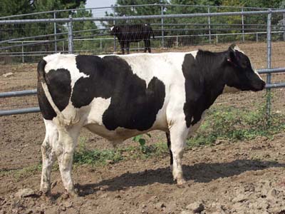 Number 606 in fabrication cattle list
