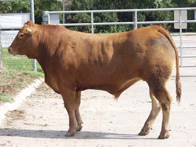Number 608 in fabrication cattle list