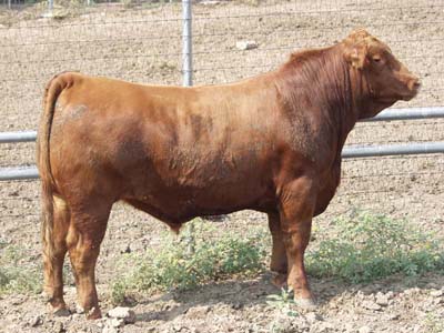 Number 609 in evaluation cattle list