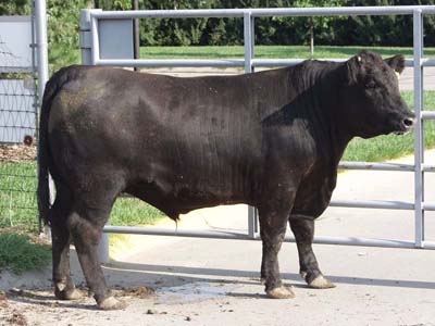 Number 610 in fabrication cattle list
