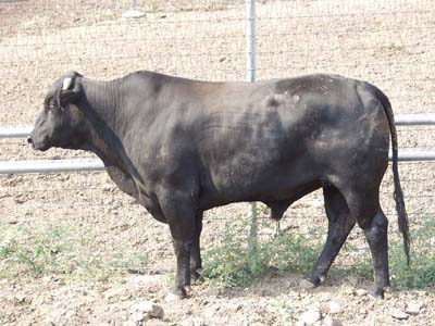Number 687 in fabrication cattle list