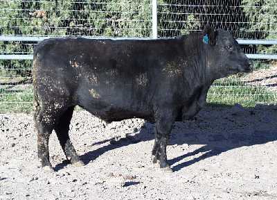 Number 946 in evaluation cattle list