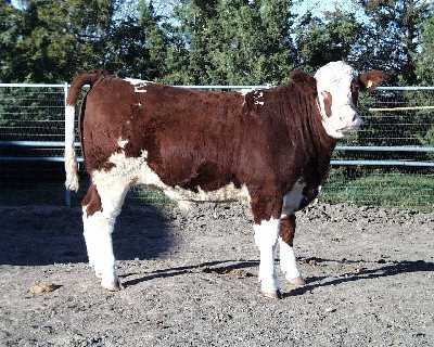 Number 652 in evaluation cattle list