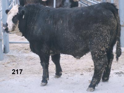 Number 217 in fabrication cattle list