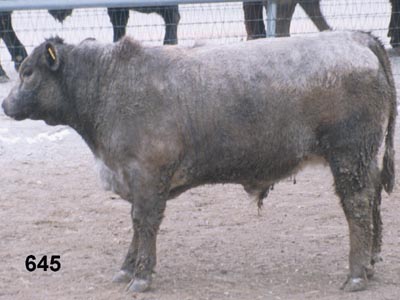 Number 645 in fabrication cattle list