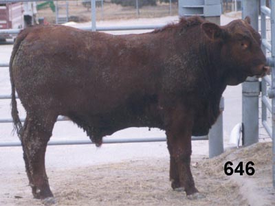 Number 646 in fabrication cattle list