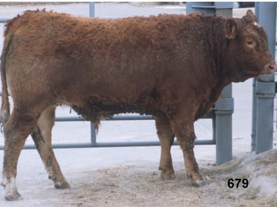Number 679 in fabrication cattle list