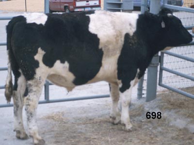 Number 698 in fabrication cattle list