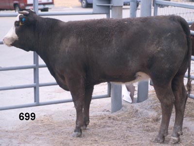 Number 699 in fabrication cattle list