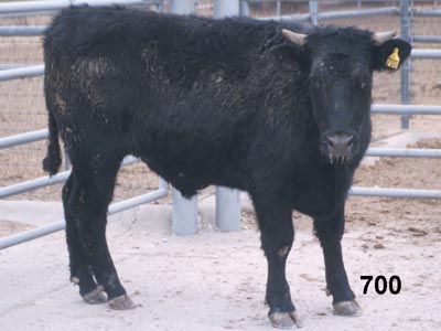 Number 700 in fabrication cattle list