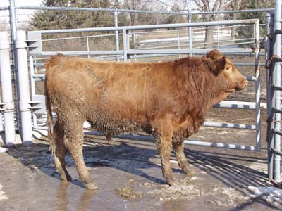 Number 581 in fabrication cattle list
