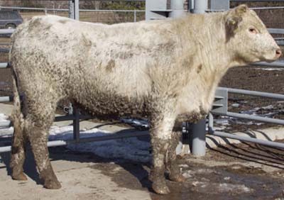 Number 585 in fabrication cattle list