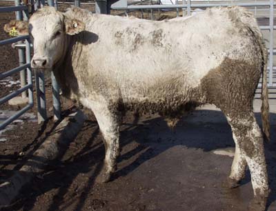 Number 586 in fabrication cattle list