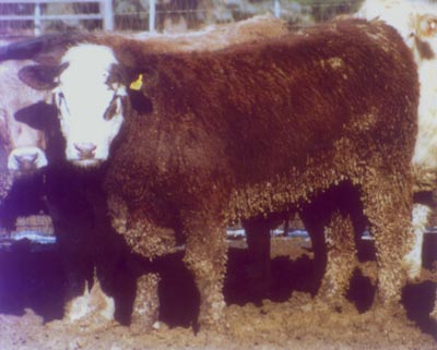 Number 588 in fabrication cattle list