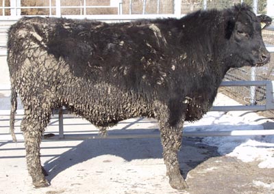 Number 589 in fabrication cattle list