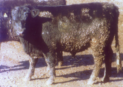 Number 590 in fabrication cattle list