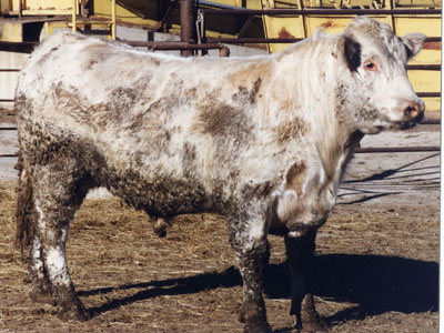 Number 217 in evaluation cattle list