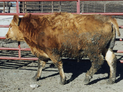 Number 238 in evaluation cattle list