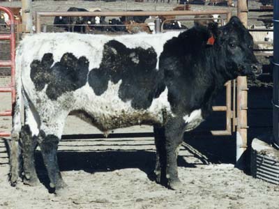 Number 496 in evaluation cattle list