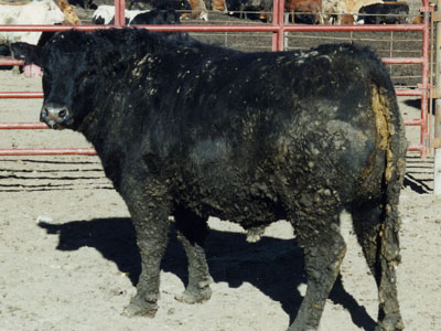 Number 57 in evaluation cattle list