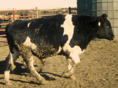 Number 801 in fabrication cattle list