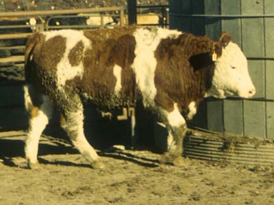 Number 802 in fabrication cattle list