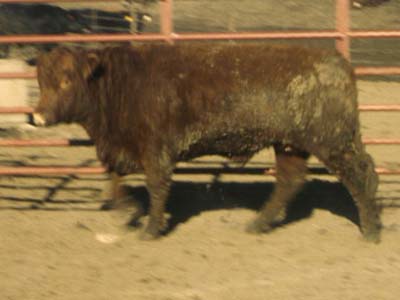 Number 807 in fabrication cattle list
