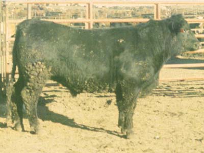 Number 808 in fabrication cattle list
