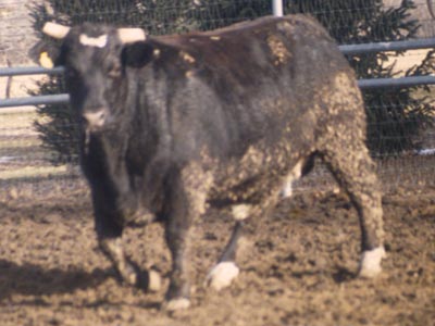 Number 533 in fabrication cattle list