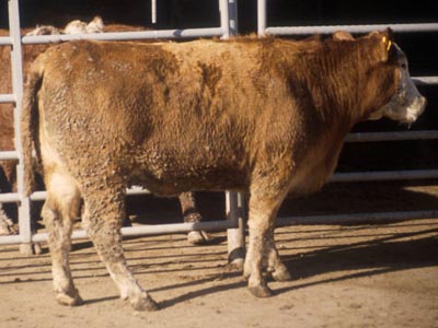 Number 534 in fabrication cattle list